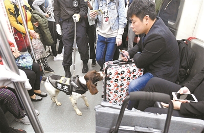 警犬在民警的帶領(lǐng)下對(duì)列車進(jìn)行安全檢查。