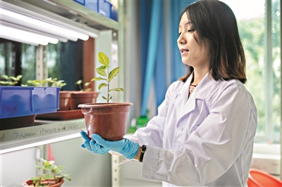 中科院華南植物園實驗室，研究人員手捧培育出的植物。