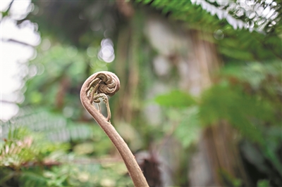 形態(tài)婀娜的熱帶植物。