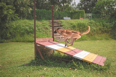 一只敏捷的馬犬在教官的指揮下越過障礙。