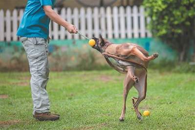 馴犬師與馬犬互動，目的就是跟它建立信任。