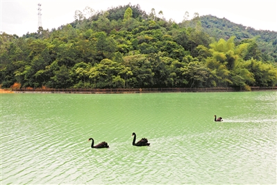 增城白江湖森林公園，黑天鵝暢游