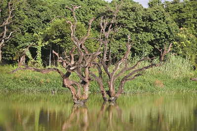 增江畫(huà)廊，干枯的樹(shù)干形態(tài)獨(dú)特