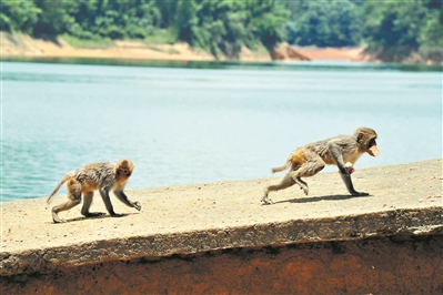 流溪河國(guó)家森林公園，猴子追逐覓食