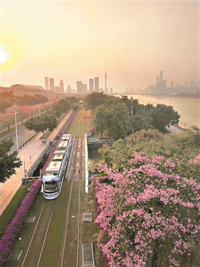 有軌電車兩旁，異木棉和簕杜鵑同時(shí)盛放，引來(lái)市民拍照。1