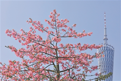 花與廣州塔，成為這座城市的標(biāo)志性風(fēng)景。