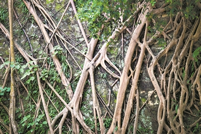 越秀山的明城墻，榕樹盤根錯節(jié)，講述著光陰的故事。1