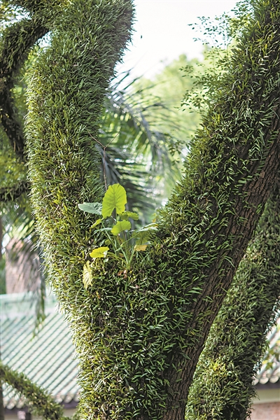 中山大學(xué)校園，大樹上爬滿寄生植物。