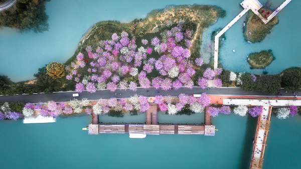 海珠濕地公園+紫荊花.png