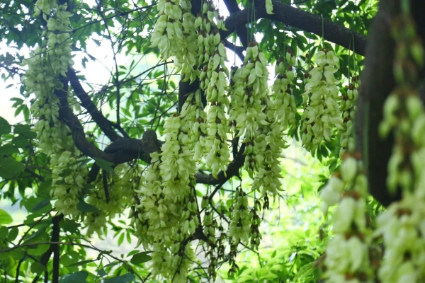 天鹿湖森林公園.jpg