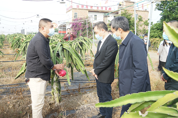 走訪建新鎮(zhèn)火龍果基地2_副本.jpg