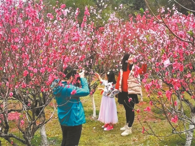 廣州蓮花山上，游客在桃花叢中賞花。