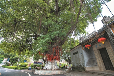 村前古榕遮風雨