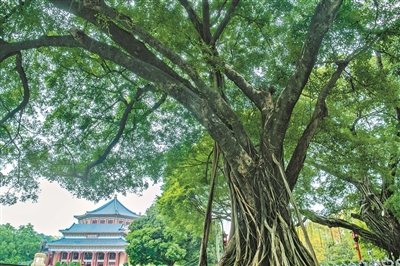 古榕：中山紀念堂見證者