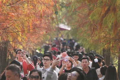 年輕人在金黃色的落羽杉下打卡拍照。