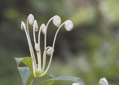 講好中國(guó)植物故事 彰顯生物多樣性魅力1.jpg