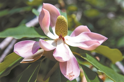 講好中國(guó)植物故事 彰顯生物多樣性魅力2.jpg