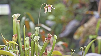 講好中國(guó)植物故事 彰顯生物多樣性魅力3.jpg
