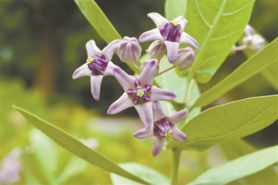 講好中國(guó)植物故事 彰顯生物多樣性魅力4.jpg