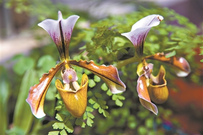 講好中國(guó)植物故事 彰顯生物多樣性魅力5.jpg