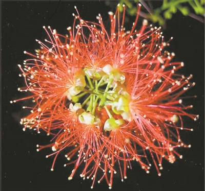 講好中國(guó)植物故事 彰顯生物多樣性魅力6.jpg