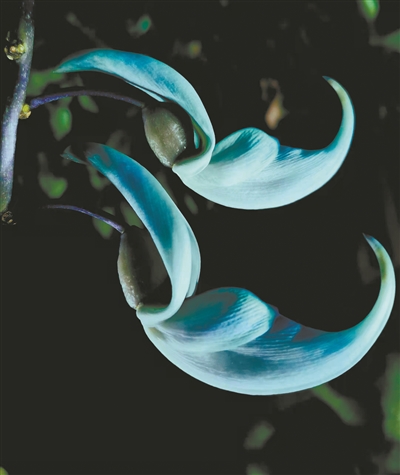 講好中國(guó)植物故事 彰顯生物多樣性魅力7.jpg