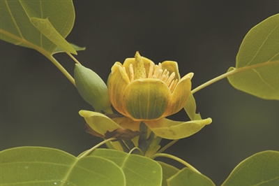 講好中國(guó)植物故事 彰顯生物多樣性魅力10.jpg