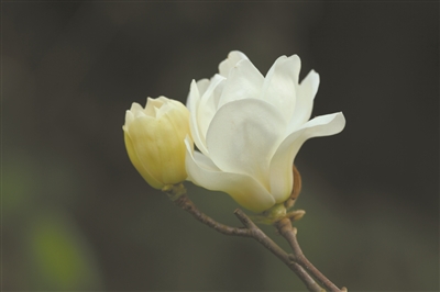 講好中國(guó)植物故事 彰顯生物多樣性魅力11.jpg