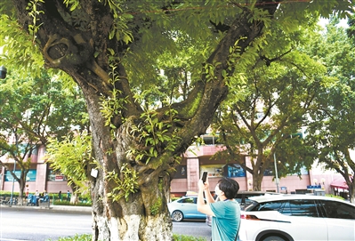流花路這棵百年大葉榕見證過(guò)69屆廣交會(huì)