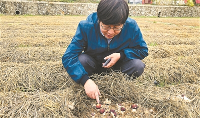 以“粵式松茸”開(kāi)拓冬季“嘗鮮”路