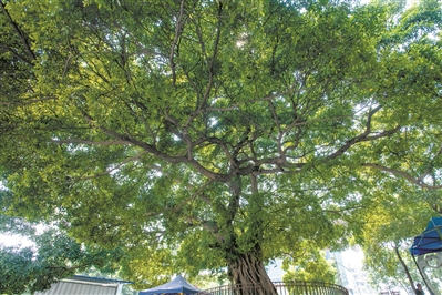 繁茂古榕樹 守護(hù)八代人