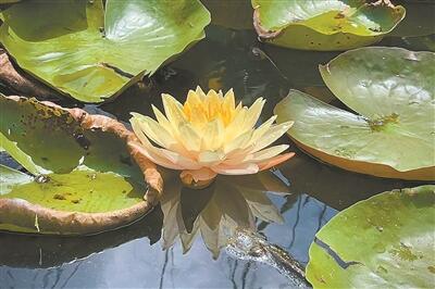 “濕地雛形”水生植物園成熱門打卡景區(qū)
