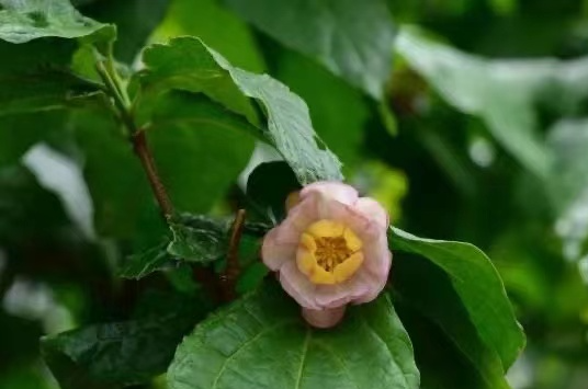 在家門口開(kāi)啟科普之旅