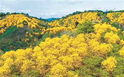  在廣州北部的從化呂田山區(qū)，青山綠水之間又新添了艷麗色彩。黃花風(fēng)鈴木正值繁花期，團(tuán)團(tuán)簇簇的黃花給青山綠樹(shù)披上了黃金甲，遠(yuǎn)看猶如大地流金。