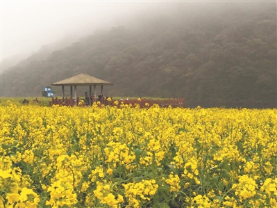 石門(mén)三月油菜花海