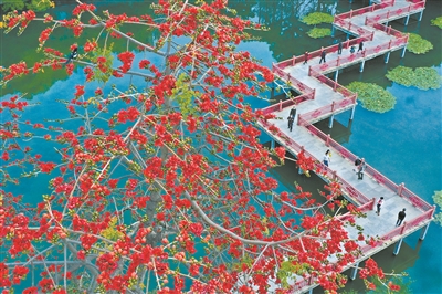 東山湖公園九曲橋旁的木棉花鮮艷綻放，游客也漸漸多了。