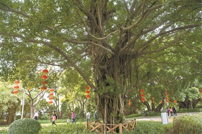 古榕樹(shù)見(jiàn)證流花湖從無(wú)到有