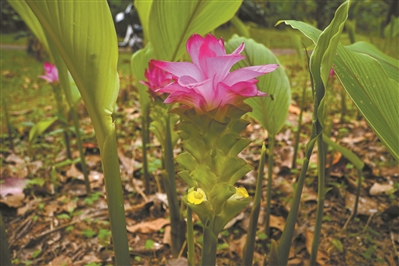 形似“紅蓮花” 實名“大莪術(shù)”