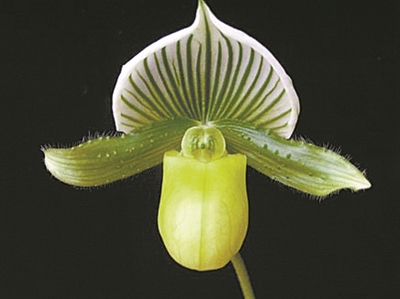 中國科學院華南植物園推出“絕·美——珍奇兜蘭展”