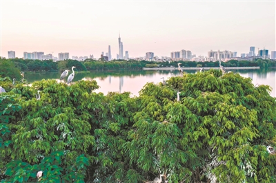 廣州重視生態(tài)文明建設(shè) 彰顯生物多樣性魅力