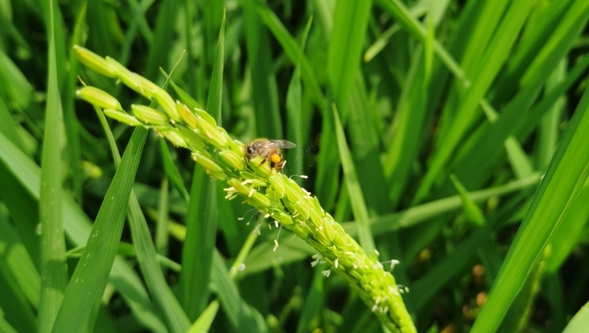 華南國(guó)家植物園將舉辦“世界環(huán)境日”特色活動(dòng)