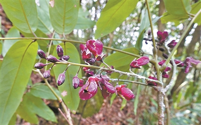 新突破！這兩種紅豆屬植物“再現(xiàn)”