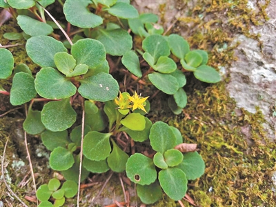 華南國(guó)家植物園開展植物引種和資源調(diào)查