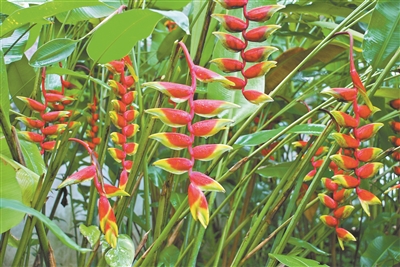 姜目植物在華南國(guó)家植物園綻放 花期可以一直持續(xù)到金秋