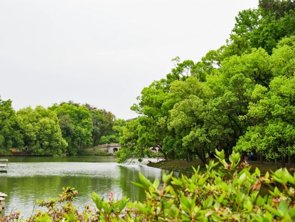 市人大常委會(huì)開展“用好本土野生植物，打造綠美廣州家園”調(diào)研