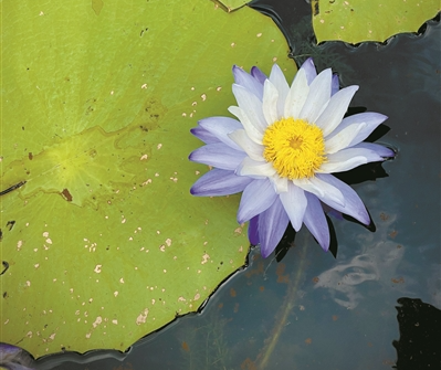 嘆空調(diào)、裝水簾、吹風扇……看植物“花式”避暑