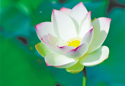 盛夏聽風(fēng)賞荷花——南沙濕地十萬(wàn)株荷花盛放迎接荷花節(jié)