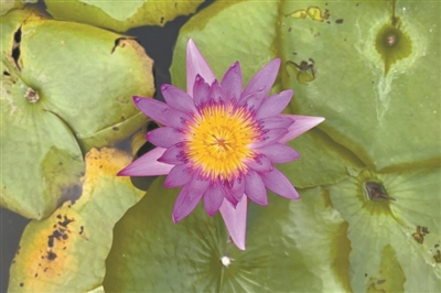 華南國家植物園里水生園生機勃勃