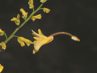 蝎尾蕉、舞花姜、大莪術(shù)——夏日植物園最佳打卡點(diǎn)！