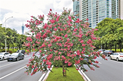 盛夏綠遮眼 此花滿堂紅——它是“獨(dú)占芳菲”的小葉紫薇
